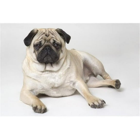 Pedigree Pug Dog Poster Print by Corey Hochachka, 17 x 11