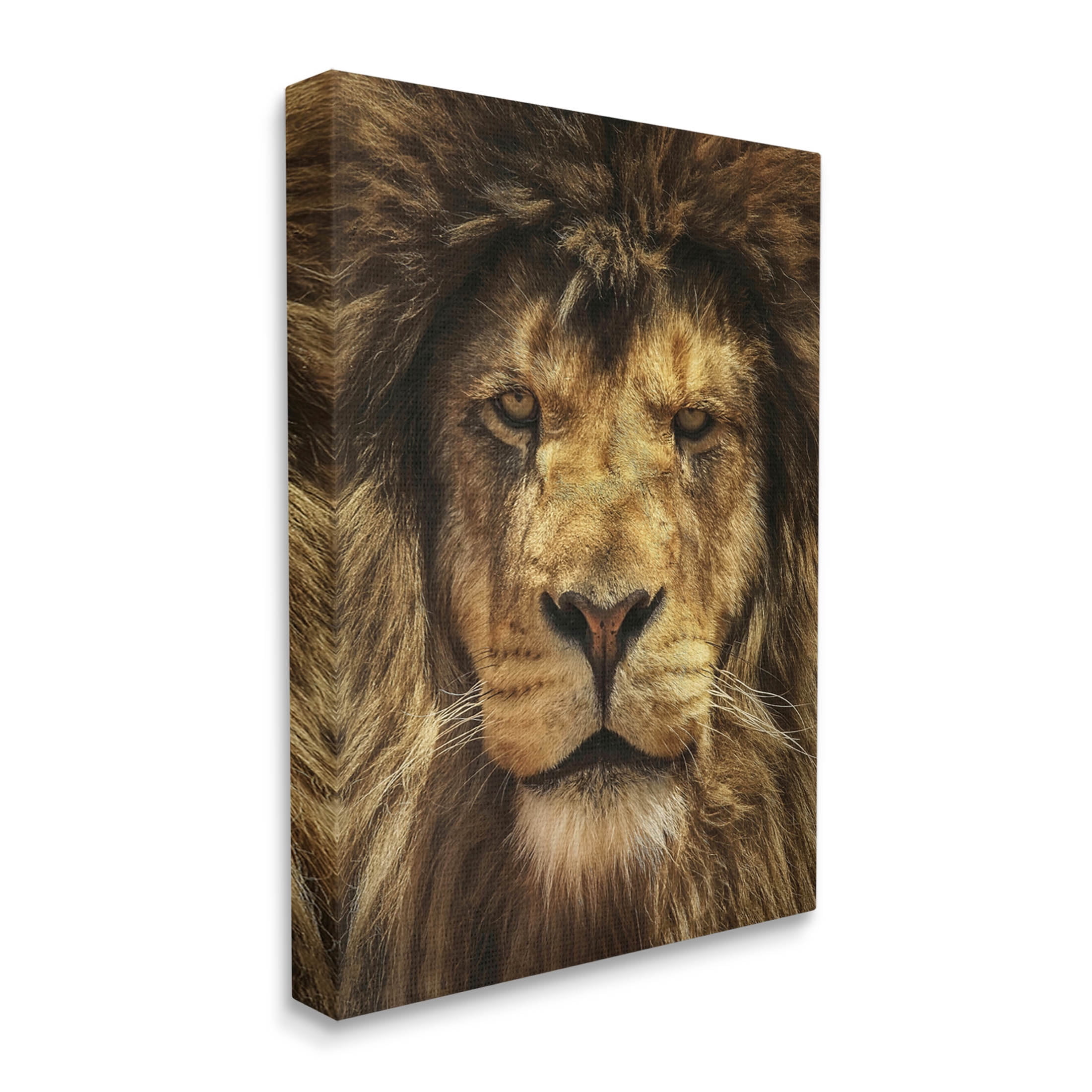 Stupell Industries Close Up Lion Portrait Photograph Gallery Wrapped Canvas Print Wall Art, Design by Carrie Ann Grippo-Pike