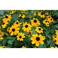 thumbnail image 2 of Seedville 500 Brown Eyed Susan Plant Seeds, Yellow petals with brown centers, 2 of 7