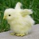 thumbnail image 1 of Juguete de peluche Pollito de peluche Palm Pet Chirpy Chick Easter Chick Juguete de peluche Wmkox8yii HAHFKSH1375, 1 of 3