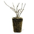 thumbnail image 3 of Van Zyverden Viburnum Sterile 4" Potted Rocketliners® 1 Plant White Full Sun Easy to Grow 2 lbs, 3 of 8