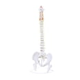 thumbnail image 1 of Modelo de Vertebral Humana Strade Fareast Limited Soporte de Exhibición de Esqueleto PVC 80 cm, 1 of 8