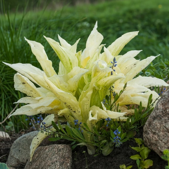 White Feather Trimmed Hosta - 3 Bare Roots - Hardy and Shade Tolerant Plants Great for any Landscape
