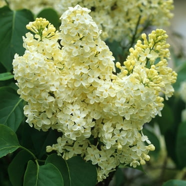 ( 1 ) - Primrose Yellow French Lilac ( syringa ) - Starter Plant ( 7L ) ( 1 Live Plant )