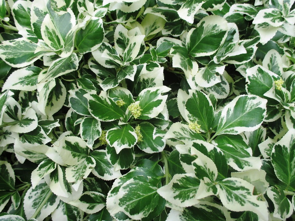Garden Green Bush Leaves White Ornamental Plant20 Inch By