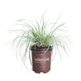 thumbnail image 6 of Southern Living EverColor Everest Carex 'Sedge' Live Perennial Ornamental Grass in 2.5-Quart Grower Pot, 6 of 7