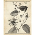 thumbnail image 2 of Sellier 20x24 Gold Ornate Wood Framed with Double Matting Museum Art Print Titled - Passiflora VI, 2 of 4