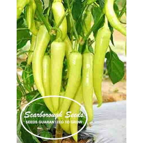 Scarborough Seeds 100 Sweet Banana Pepper Plant Seeds, Germination Tested