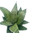 thumbnail image 2 of Variegated Snake Plant, 4 inch, Rosette Shaped lengua de vaca, Sansevieria Dracaena trifasciata, 2 of 5
