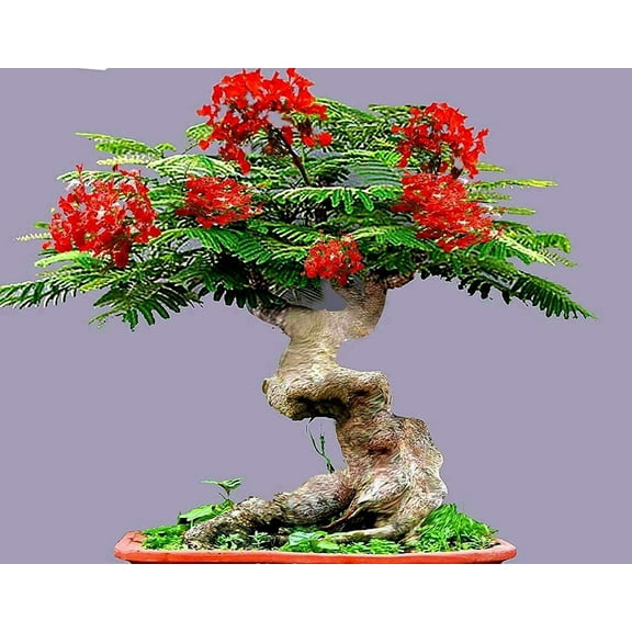 Bonsai Flamboyant Flame Tree Seeds to Grow | 20 Seeds | Delonix regia, Prized Flowering Tropical Bonsai Tree Seeds