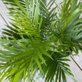 thumbnail image 5 of United Nursery Live Cat Palm Plant 28-32 inches Tall in 9.25 inch Grower Pot Bright Green Houseplant, 5 of 9