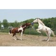 thumbnail image 4 of Jolly Pets 10-Inch Horse Jolly Ball, Blue, 4 of 6