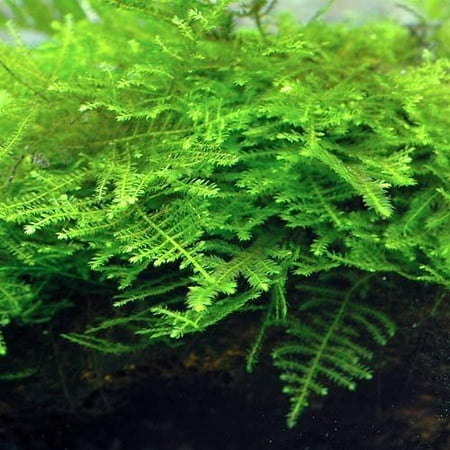 7x7cm taiwan moss pad live aquarium fish tank plants low light moss aquarium