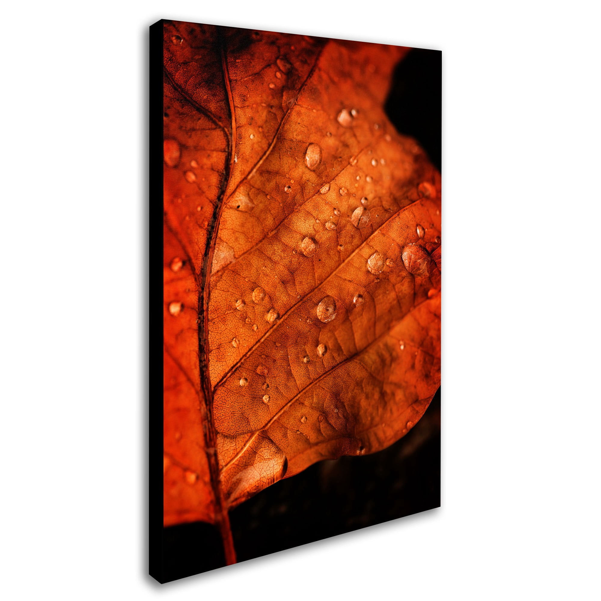 Trademark Fine Art "Autumn Droplets" Canvas Art by Philippe Sainte-Laudy