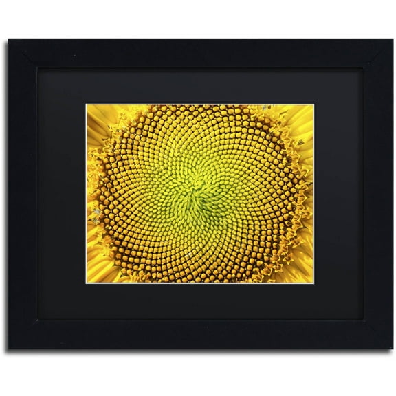Trademark Fine Art "Cosmic Patterns in Nature" Canvas Art by Kurt Shaffer, Black Matte, Black Frame