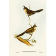 thumbnail image 2 of Gould, John 13x18 Black Ornate Wood Framed with Double Matting Museum Art Print Titled - Crested Wedge-bill-Sphenostoma cristata, 2 of 4