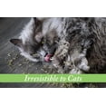 thumbnail image 2 of Van Ness Plastics Pureness Fresh Nip Organic Catnip 1oz, 2 of 5