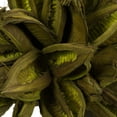 thumbnail image 2 of Vickerman 12-16" Basil Star Pod, Extra Large, 2 of 4