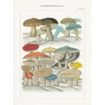 thumbnail image 3 of Wild Apple Portfolio 11x14 Black Modern Framed Museum Art Print Titled - Funghi Italiani II, 3 of 5