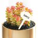 thumbnail image 5 of Paquete de 50 etiquetas para plantas, hierbas, suculentas, en forma de T, Zulema  Etiqueta de plantas, 5 of 8