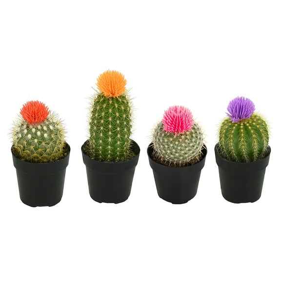 Element by Altman Plants Easy Decor Cactus Pack (3   1 Free Plant) | 2.5 in. Pots | Full Sun