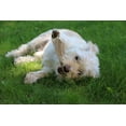 thumbnail image 7 of Perfect Pet Chews - Elk Antler Chew For Dogs - Small Treat - 5-Count, 7 of 7