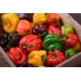 thumbnail image 2 of 50 *Seeds Mixed HOT HABANERO PEPPER Red Orange White Brown Mix Capsicum Chinense, 2 of 10