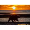 thumbnail image 2 of Jones, Adam 32x23 Gold Ornate Wood Framed with Double Matting Museum Art Print Titled - Adult grizzly bear silhouetted on beach at sunrise-Lake Clark National Park and Preserve, 2 of 4