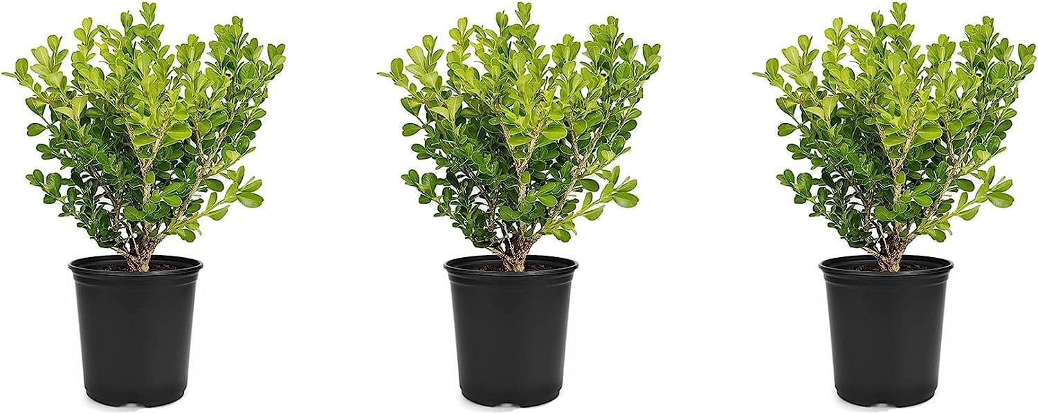 Japanese Boxwood 3 Live 4 Inch Pots Buxus Microphylla Formal Evergreen