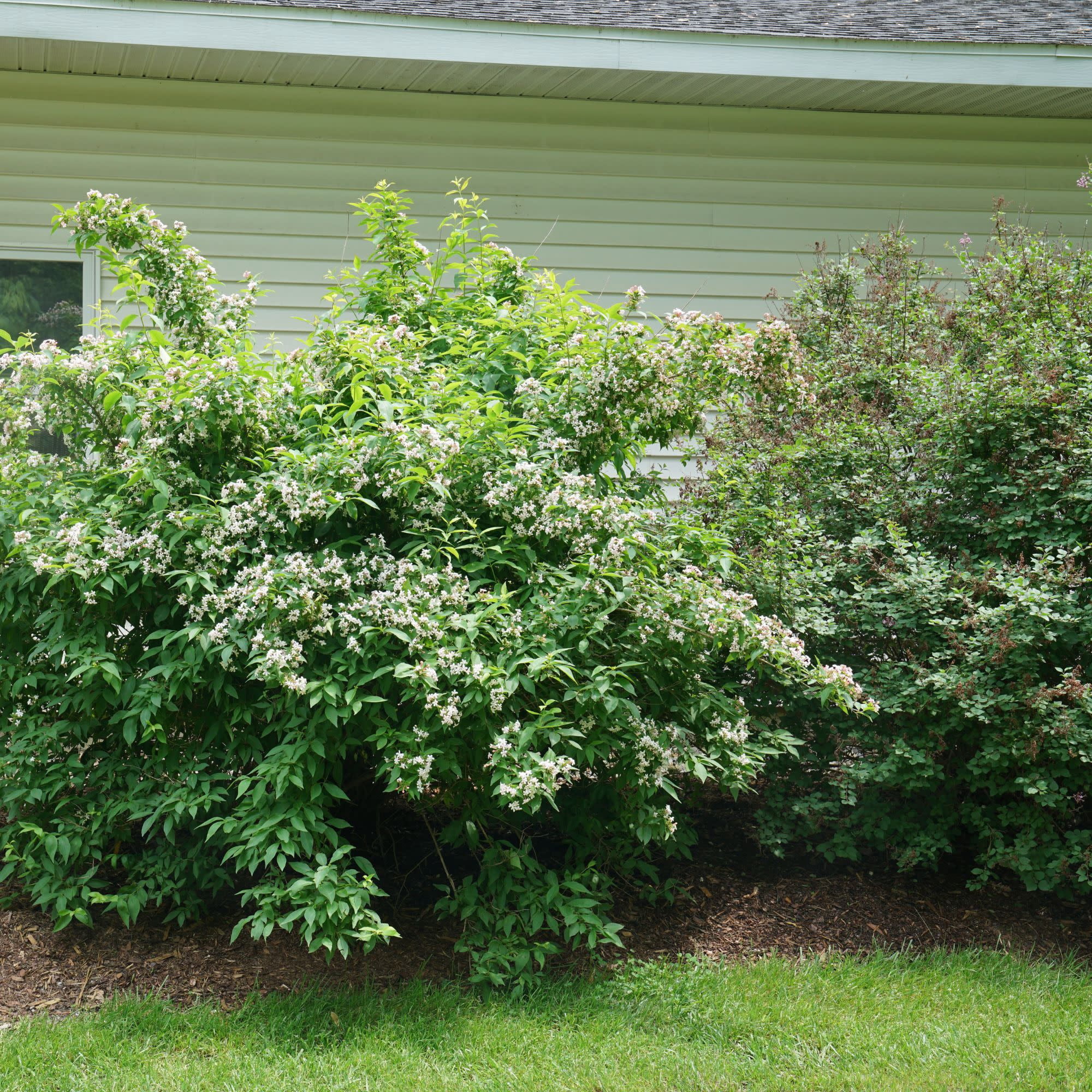 Proven Winners ColorChoice 5" Pink Sweet Emotion Blaze Hardy Abelia Live Plant in 4.5" Pot (4 Count)