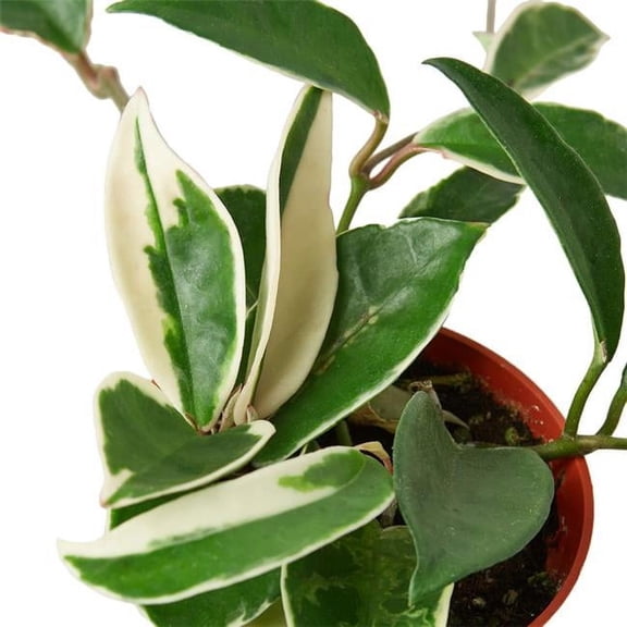House Plant Dropship 6-HOYA-TRICOLOR-NURSERY.POT 6 in. Hoya Carnosa Tricolor Nursery Pot