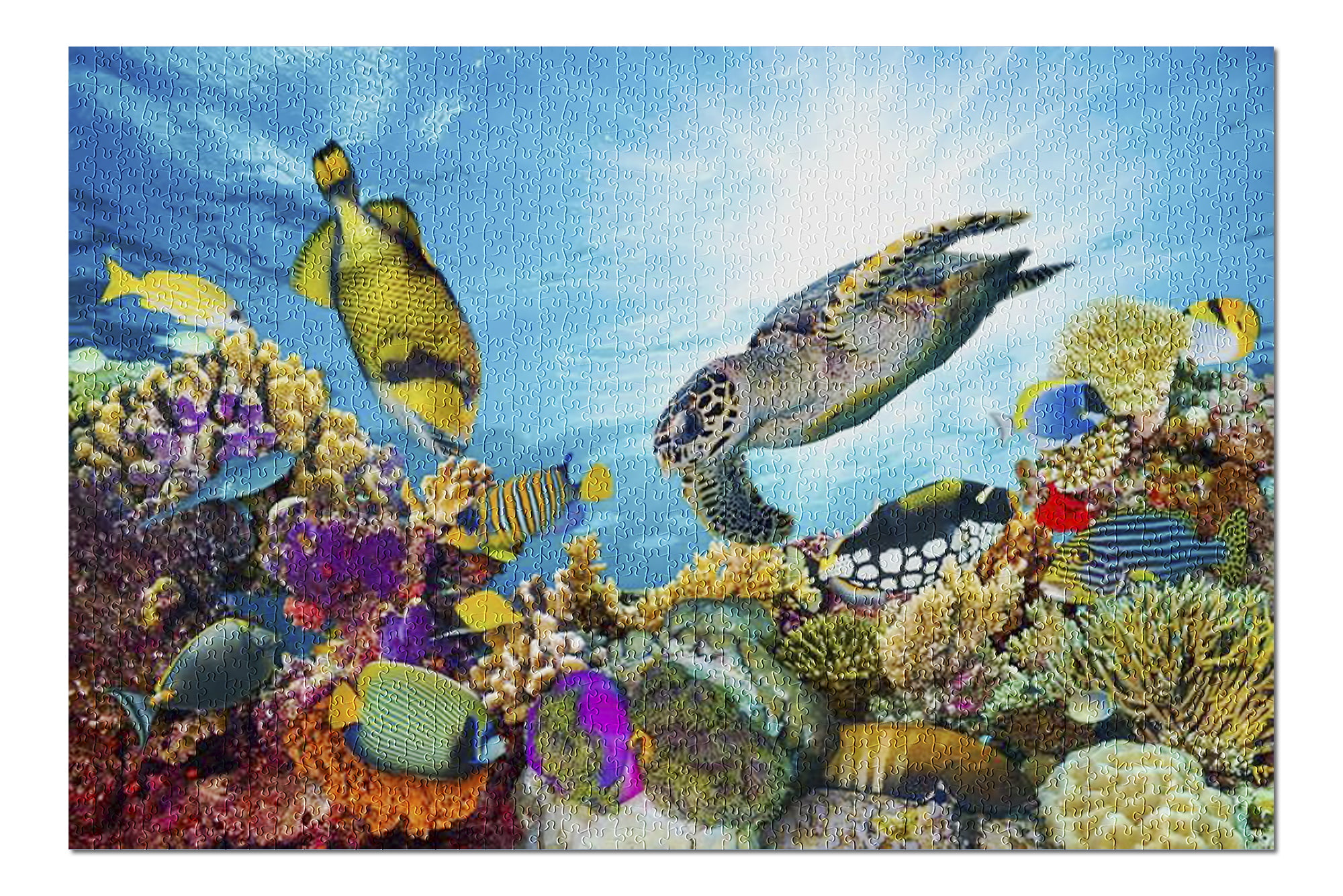 Castorland C-101511 Puzzle Coral Reef Fishes Korallenriff Fische 1000 Teile 