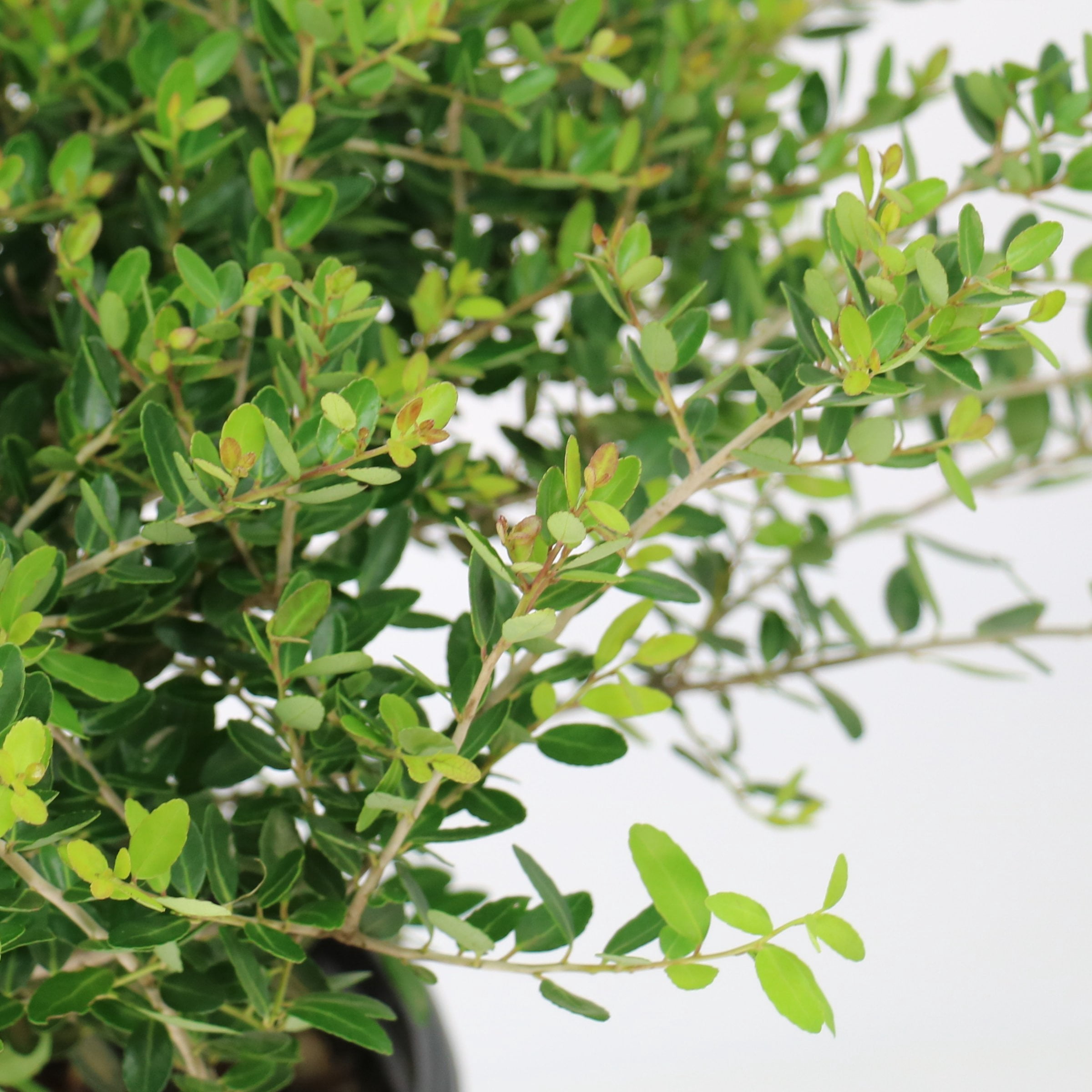 National Plant Network 3 gal. Ilex Taylor's Rudolph Dwarf Yaupon