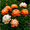 C, variant on Peony,Shade Plant for Gardens-Easy Grow-Low Maintenance-Ideal for Beds Borders, Plant Pots & Planters