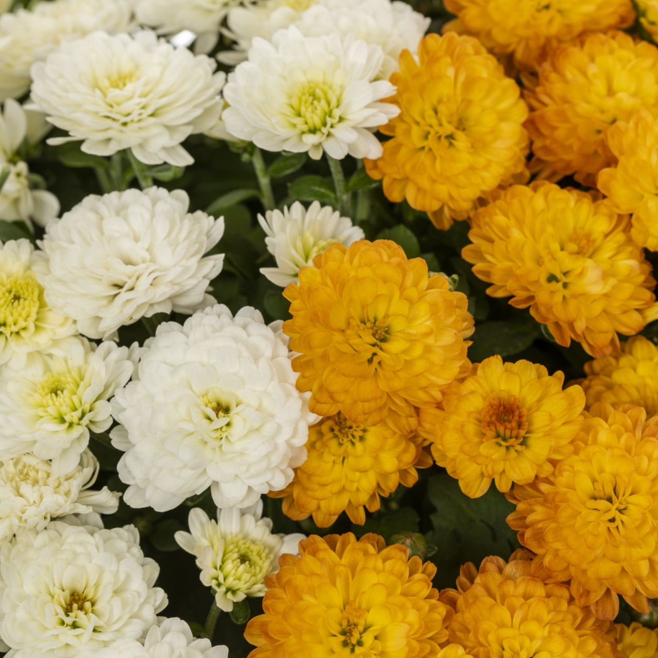 Better Homes & Gardens 1.5Gal Orange and White Garden Mum Live Chrysanthemum Grower Sun