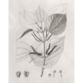 thumbnail image 2 of Vision Studio  20x24 White Modern Wood Framed Museum Art Print Titled - Vintage Leaves III, 2 of 4