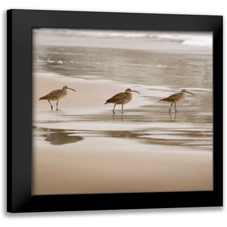 Delimont, Danita 12x12 Black Modern Framed Museum Art Print Titled - Shore Birds II