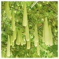 thumbnail image 2 of Everwilde Farms - 1 oz Calabash Gourd Seeds - Gold Vault Bulk Seed Packet, 2 of 3