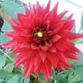 thumbnail image 2 of Red Pygmy Border Dahlia Flower Bulbs - 3 Tubers per Pack - Deer Resistant - Good as Cut Flowers - Grows Well In Containers - Easy to Grow Live Plants - Outdoor Garden, 2 of 4