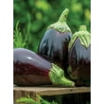 thumbnail image 4 of Burpee Black Beauty Eggplant Seed, Heirloom Vegetable, Full Sun, Annual Lifecycle, 4 of 4