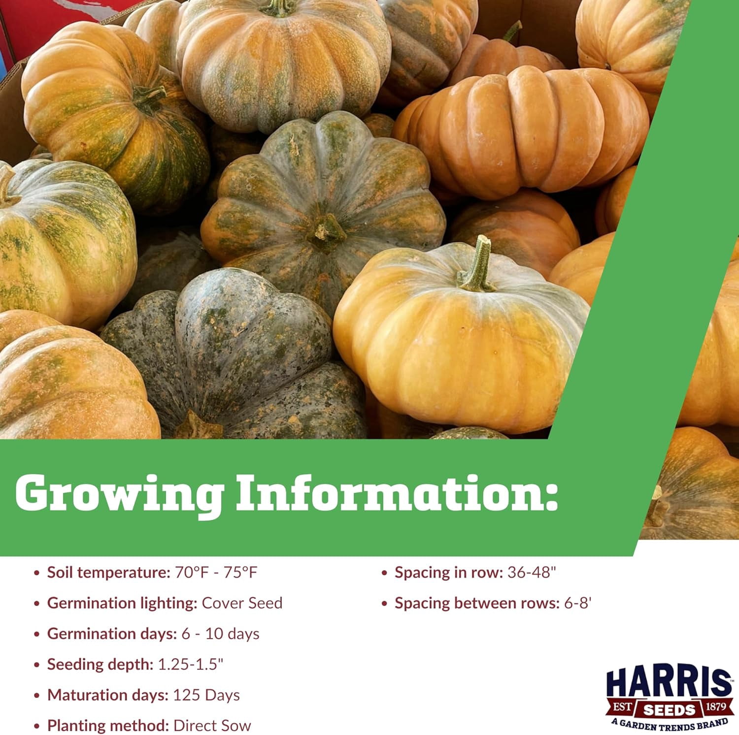 Harris Seeds Fairytale Pumpkin, French Heirloom Buckskin Fruit for Fall Decor and Culinary Use, 1,000 Count