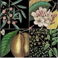 thumbnail image 3 of Catesby, Mark 12x12 Black Modern Framed Museum Art Print Titled - Graphic Botanical Grid II, 3 of 5