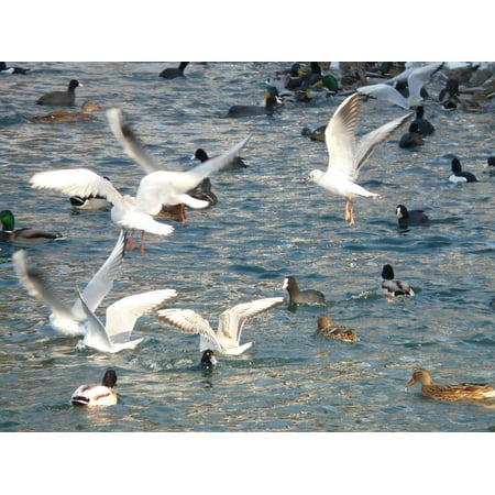 Canvas Print Scrum Water Gulls Feeding Ducks Coots Stretched Canvas 10 x 14