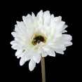 thumbnail image 4 of 5pcs flor artificial de la margarita del gerbera para la decoración del hogar de la boda (blanco), 4 of 5
