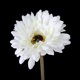 thumbnail image 5 of 5 gerberas artificiales para decoración de bodas y hogar (blancas), 5 of 7
