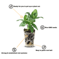 Ferry-Morse Plantlings Live Baby Plants 1-3in. Crimson Sweet Watermelon