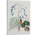 thumbnail image 1 of ARTCANVAS The Bahama Finch Canvas Art Print by Mark Catesby - Size: 26" x 18" (1.50" Deep), 1 of 9