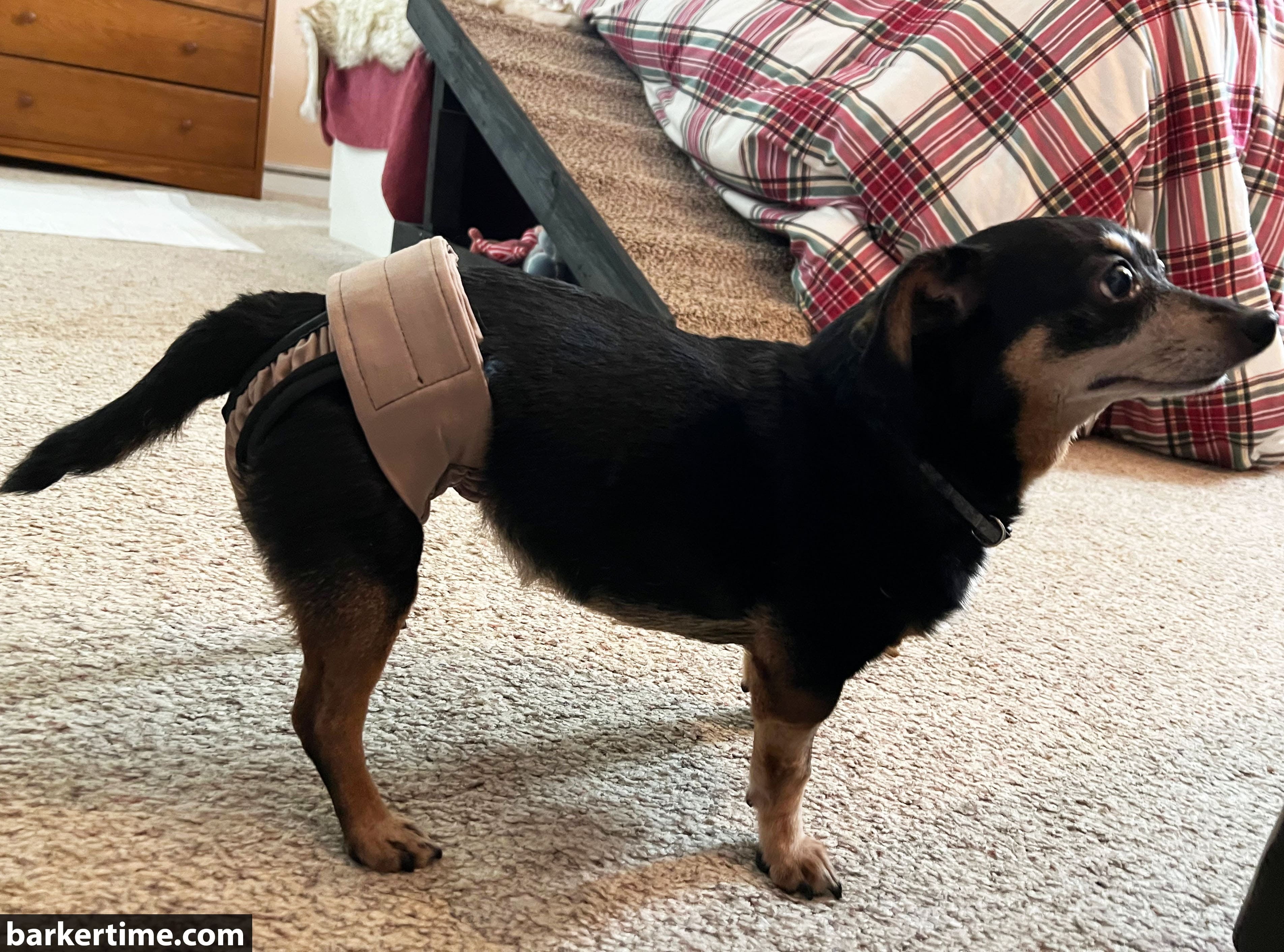 Barkertime Biscotti Beige Dog Diaper Pull-up