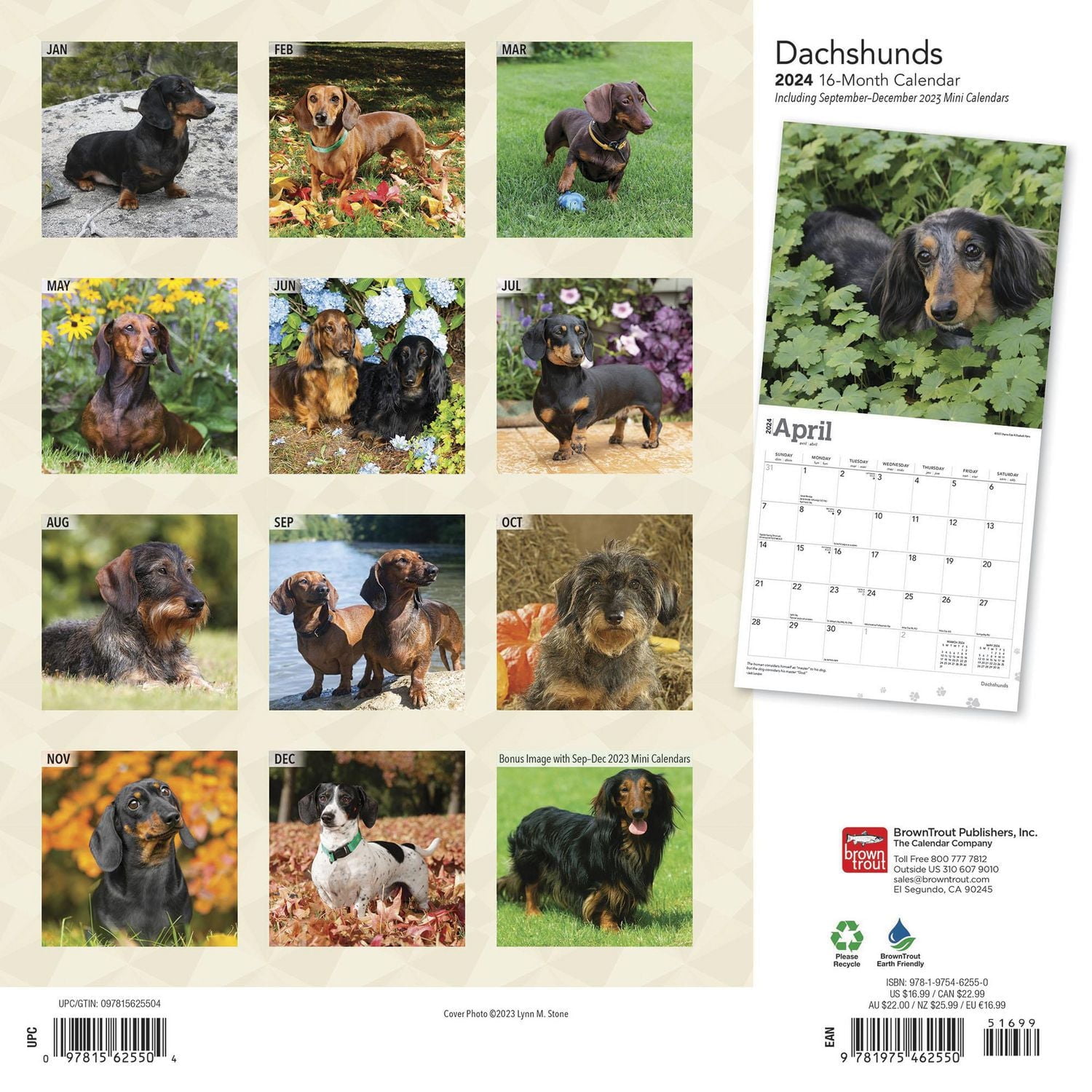 BrownTrout Dachshunds 2024 12x24 Inch Square Wall Calendar, 9781975462550