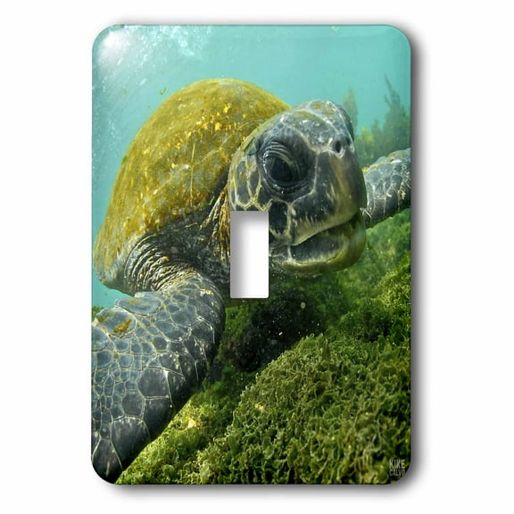 3dRose Pacific Green or Black Sea Turtle feeding on algae Punta Cormorant Floreana Island Galapagos - Single Toggle Switch (lsp_10116_1)